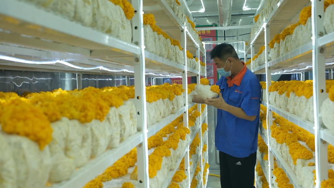 ɽ�|���f�����S�𡱮a(ch��n)�I(y��)����ġ������������Ƽ���(w��n)�a(ch��n)��